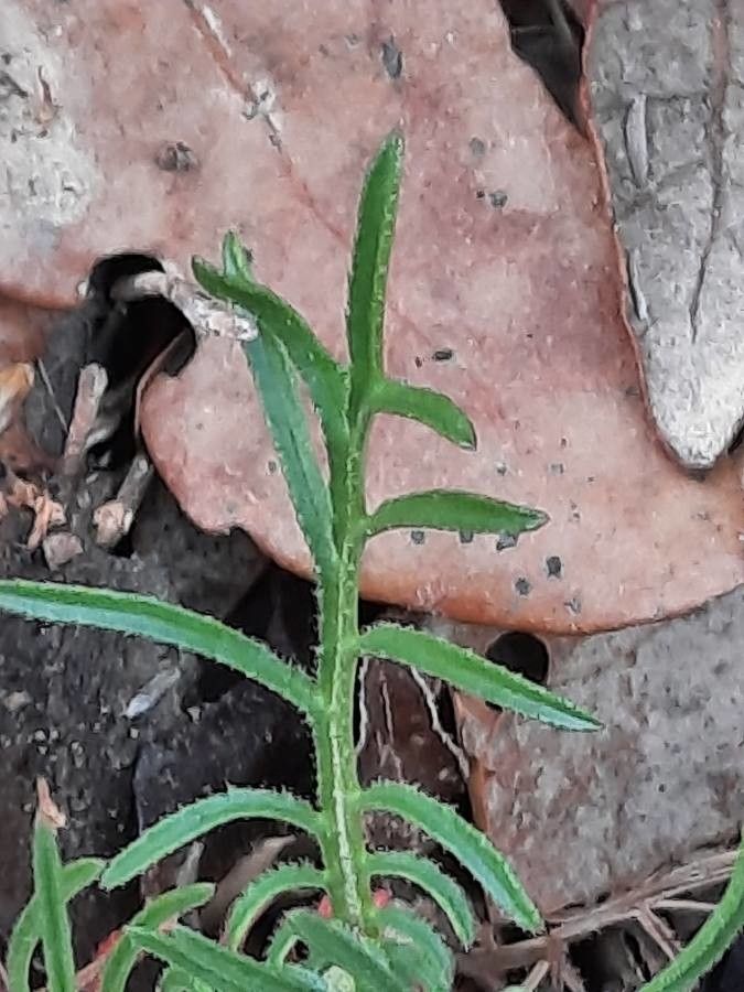 Crupina vulgaris — search result for 'Morocco'