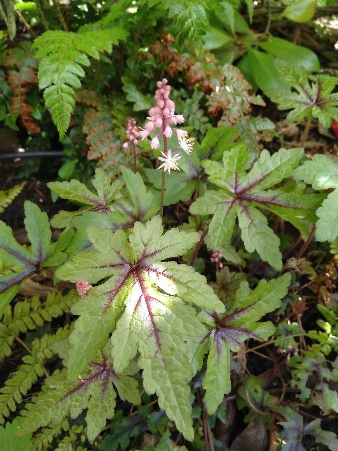 Tiarella cordifolia leaf