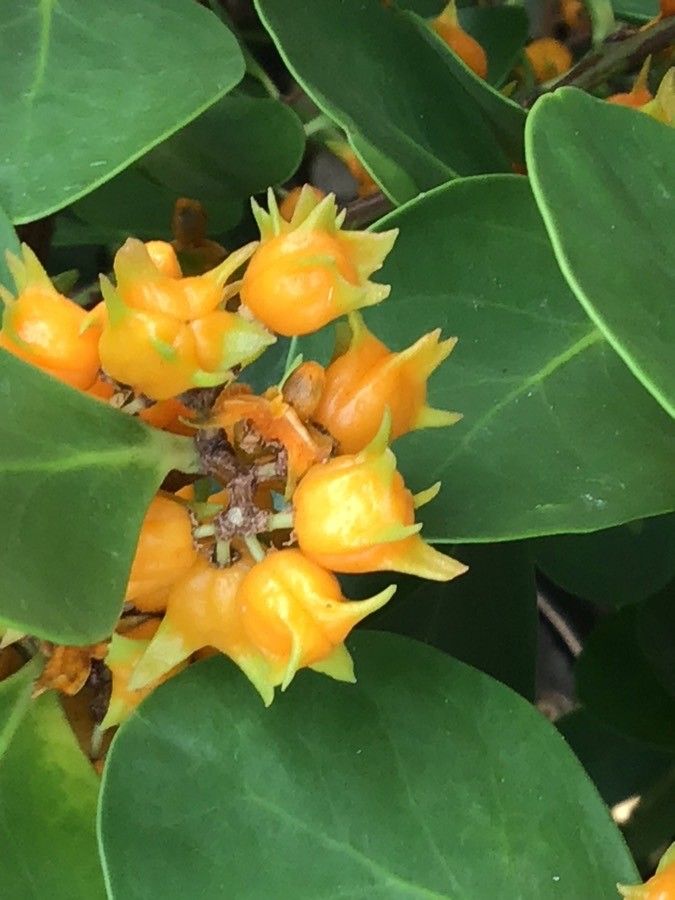 Pterocelastrus tricuspidatus fruit