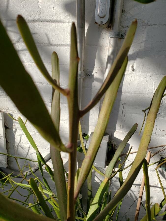 Euphorbia xylophylloides — search result for 'Euphorbia'