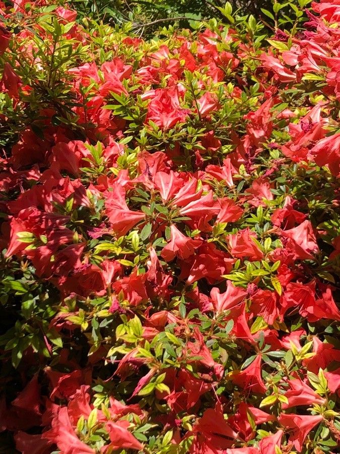 Rhododendron nakaharae flower
