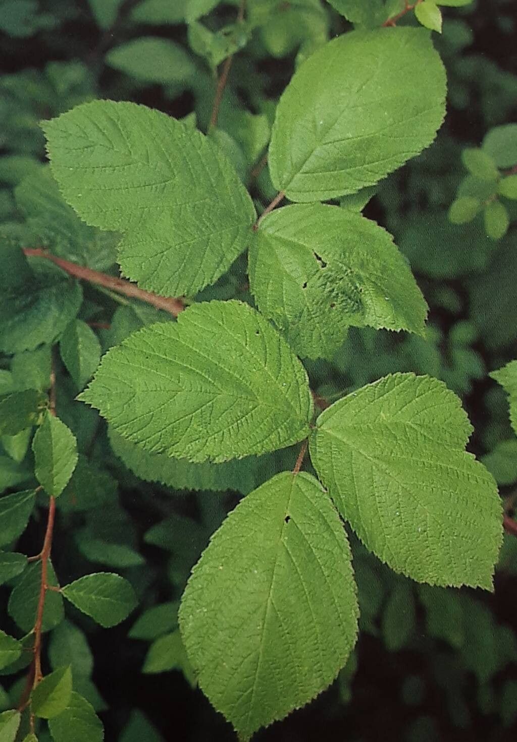 Rubus amphimalacus — houseplant care guide