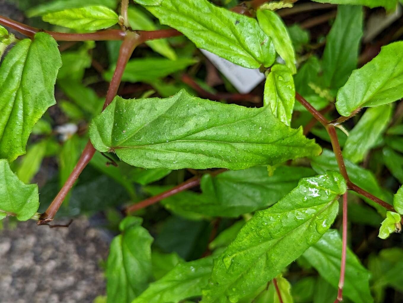 Begonia banaoensis — houseplant care guide