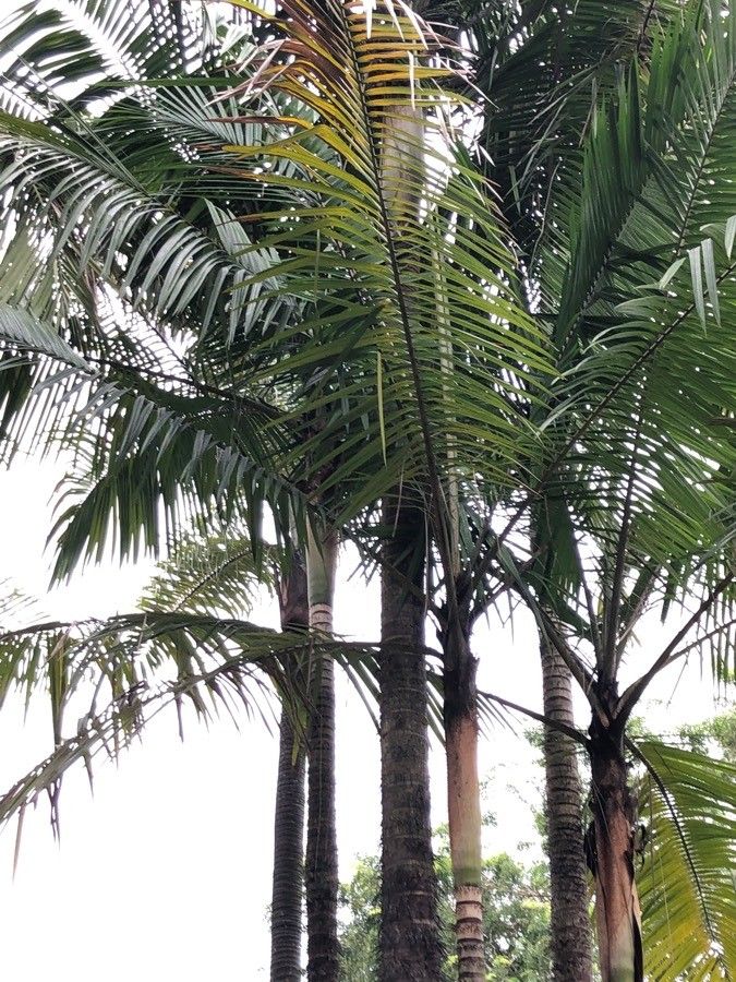 Oncosperma horridum habit