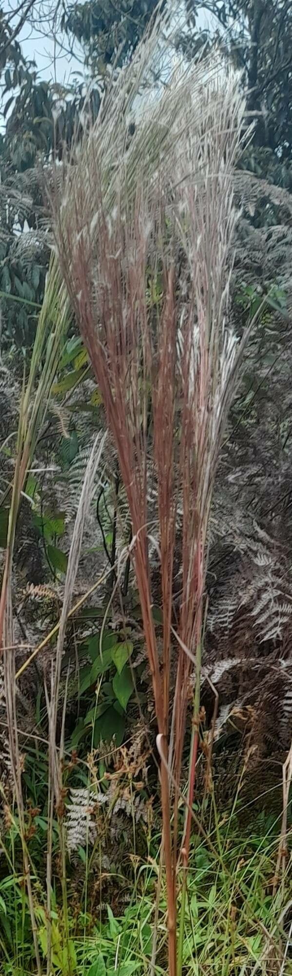 Andropogon bicornis fruit