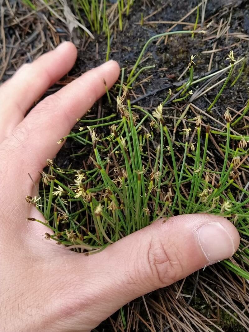 Eleocharis quinqueflora — search result for 'western US'