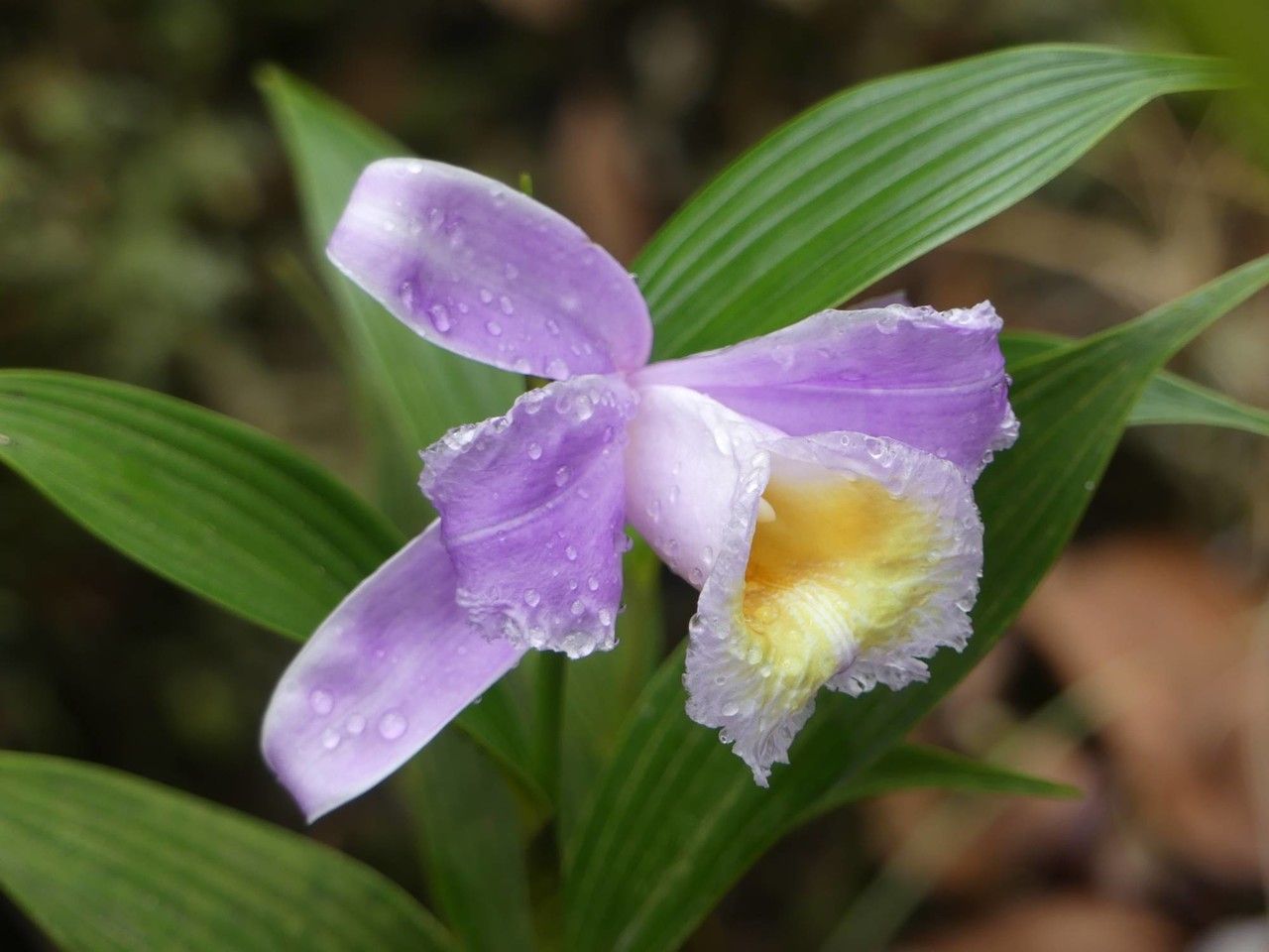 Sobralia warszewiczii flower