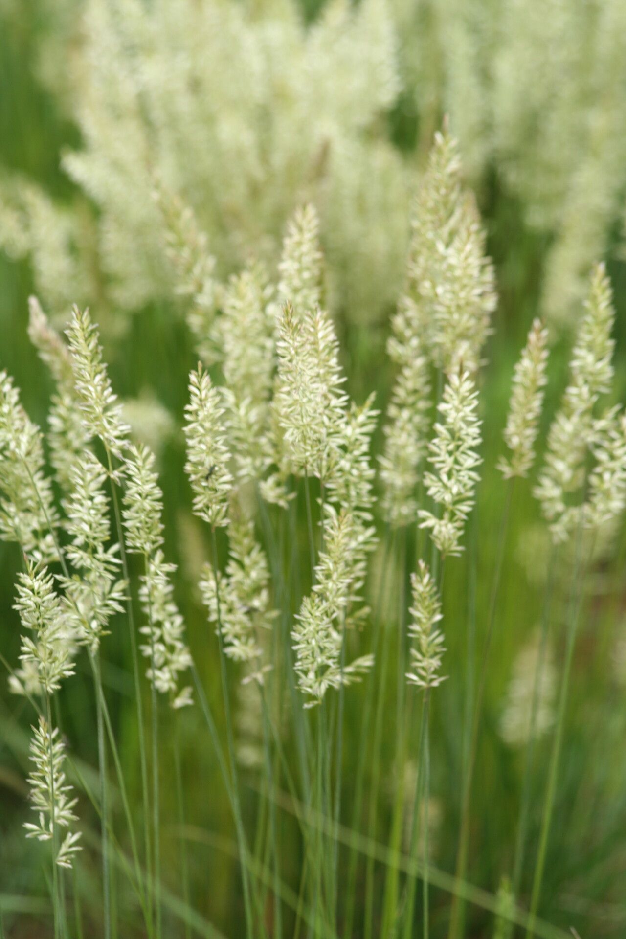 Koeleria nitidula — search result for 'Koeleria'