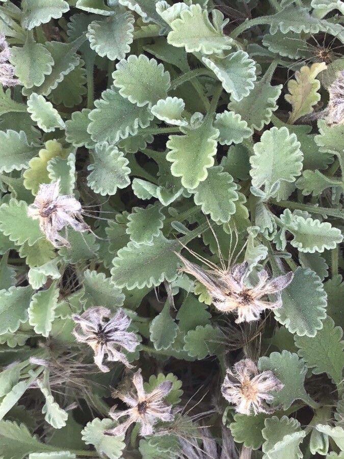 Pterocephalus perennis — related species from the same genus