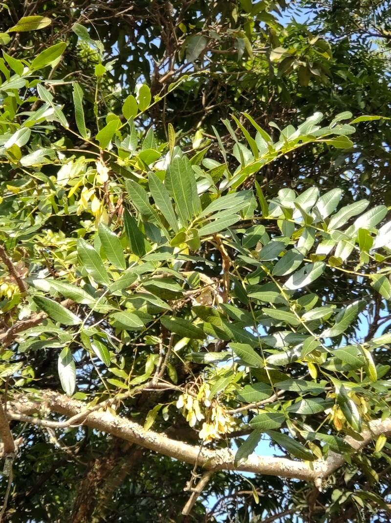 Pterogyne nitens leaf