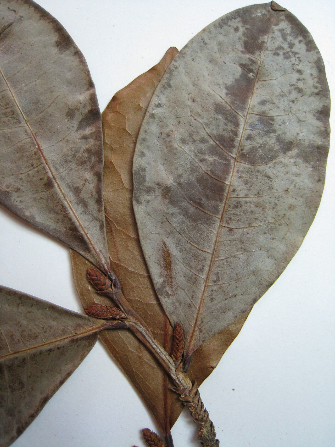 Erythroxylum squamatum other