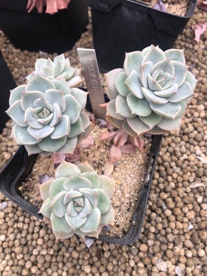 Echeveria derenbergii — difficulty difficulty houseplant