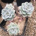 Echeveria derenbergii