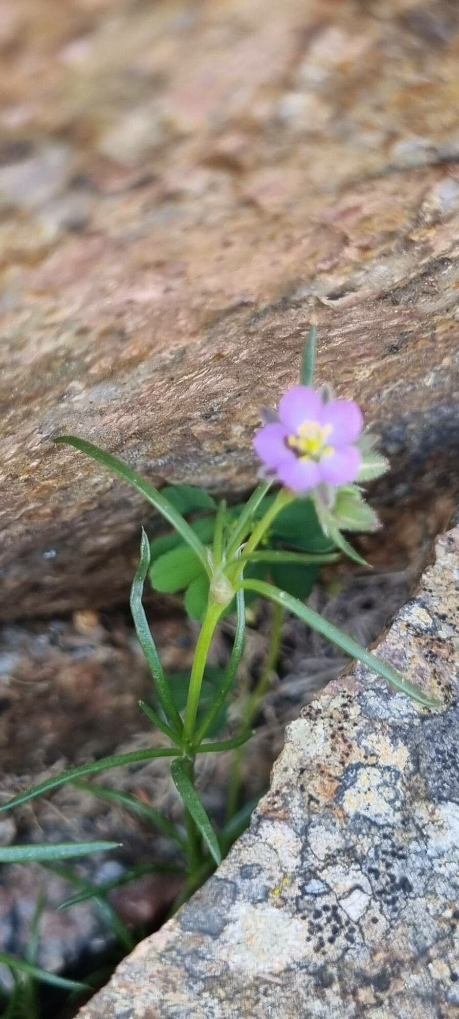 Spergularia nicaeensis — houseplant care guide