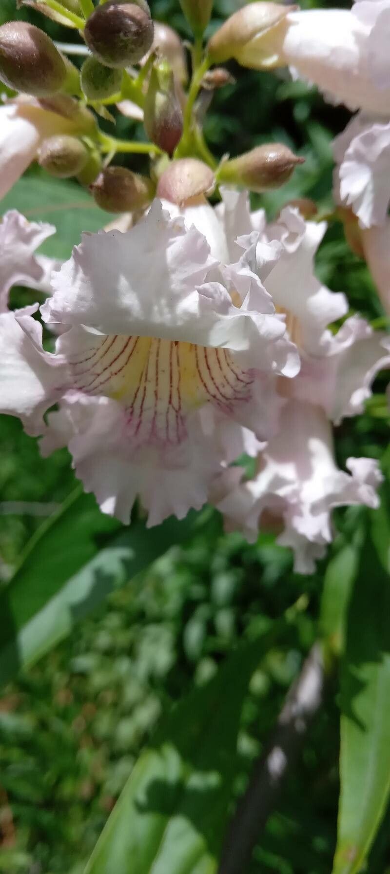Chilopsis linearis flower