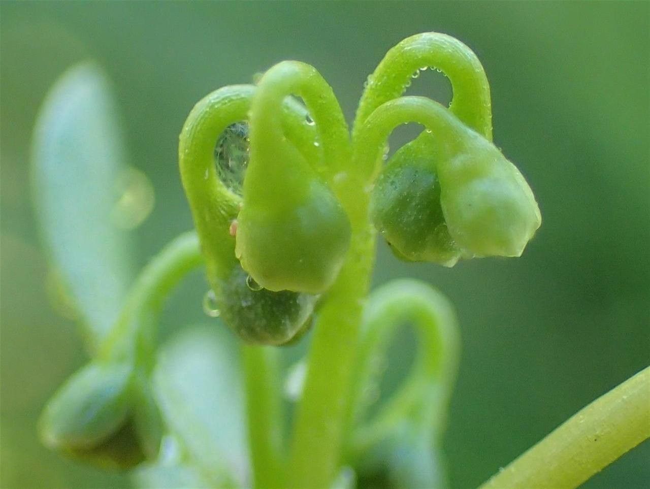 Montia fontana fruit