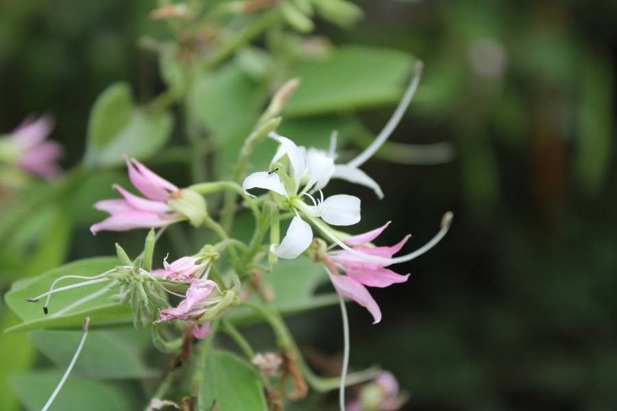 Bauhinia lunarioides flower