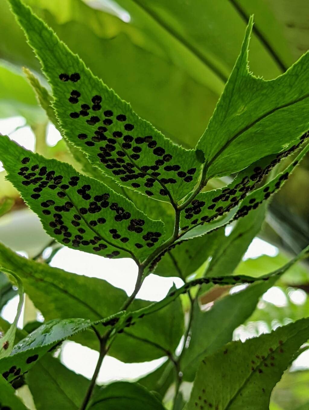 Phanerophlebia juglandifolia fruit