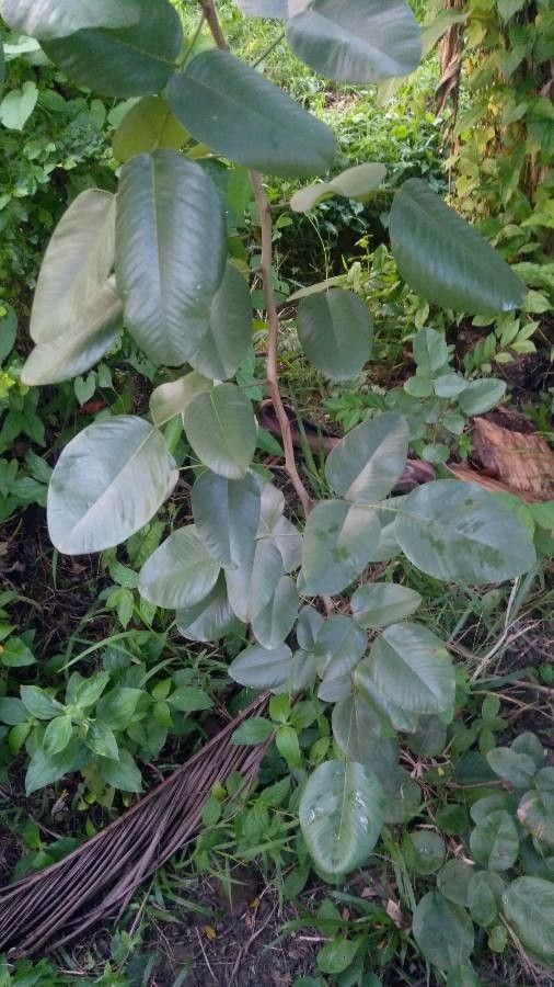 Pterocarpus santalinus habit