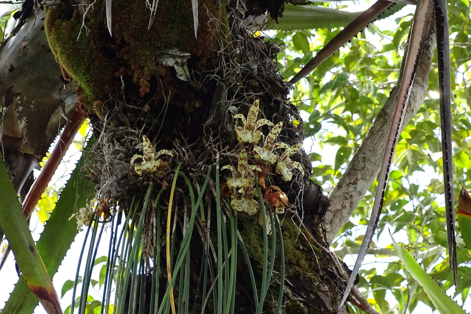 Scuticaria steelei — related species from the same genus