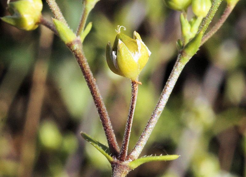 Arenaria controversa fruit