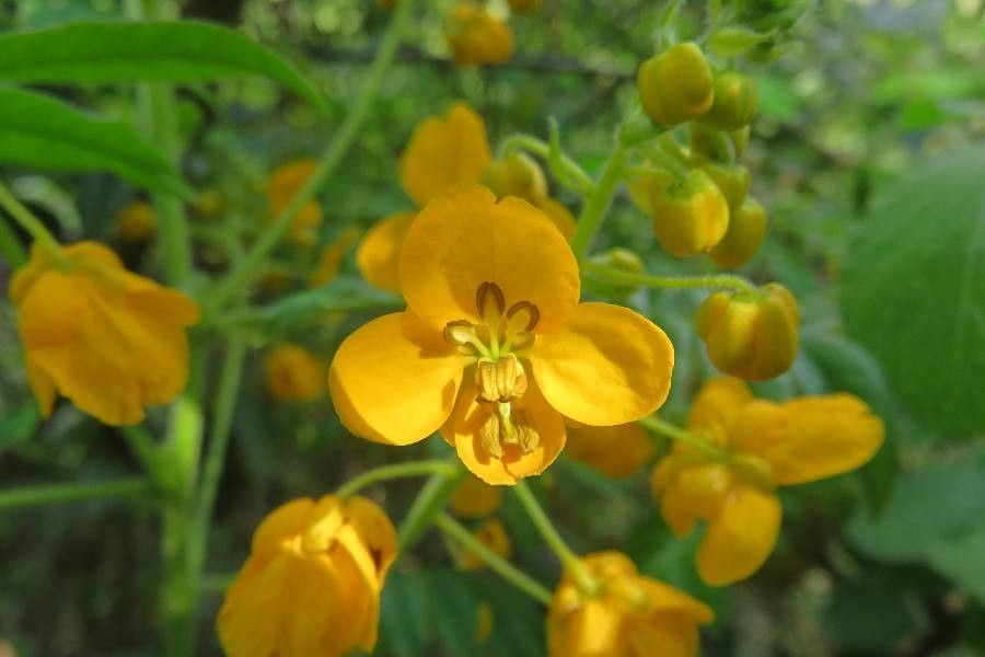 Senna stipulacea flower