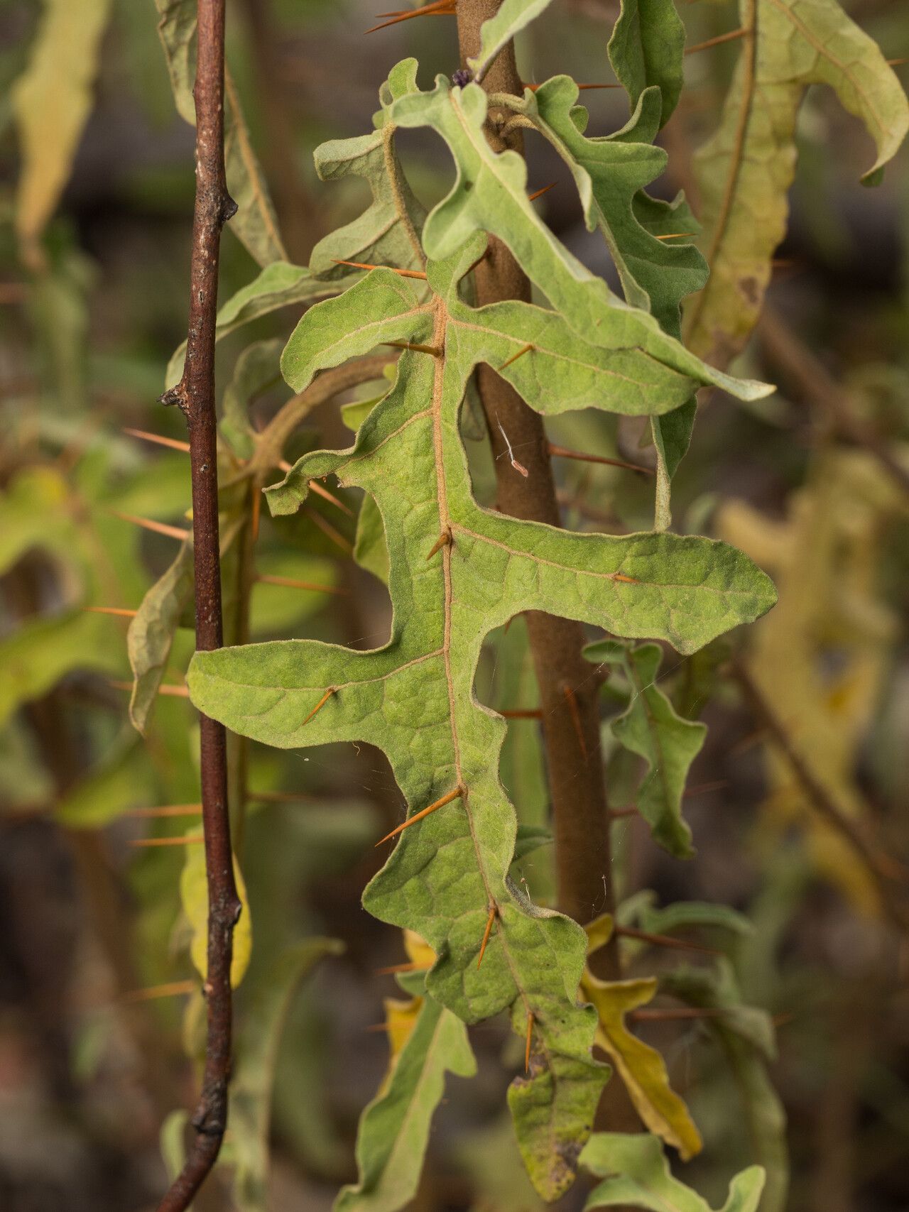 Solanum armourense leaf