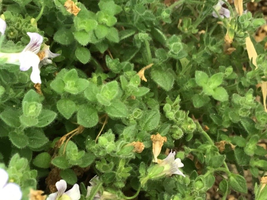 Chaenorhinum glareosum — related species from the same genus