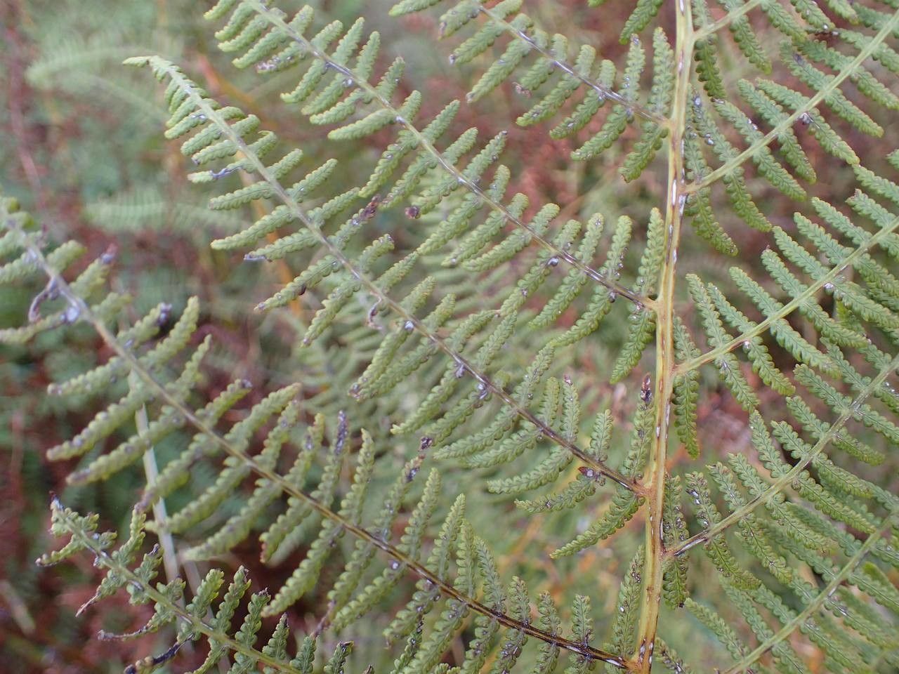 Athyrium alpestre