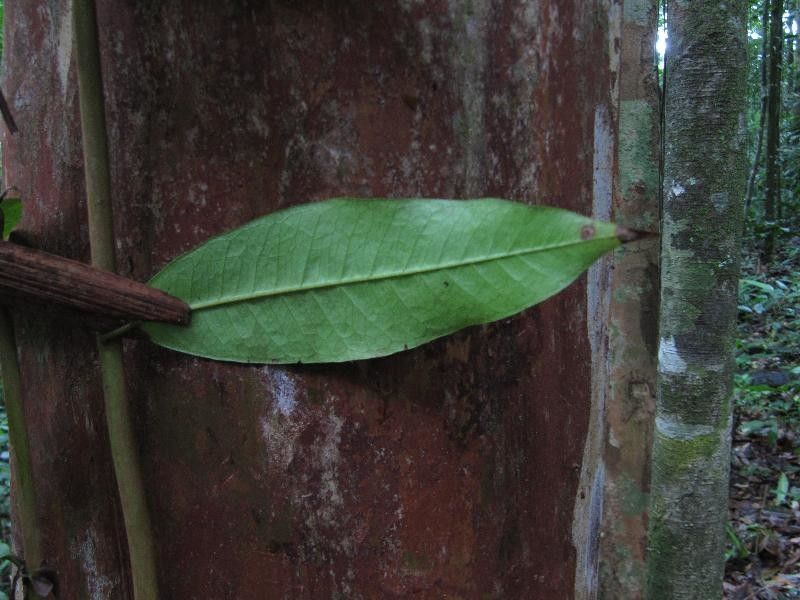 Myrcia amazonica leaf