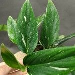 Monstera lechleriana