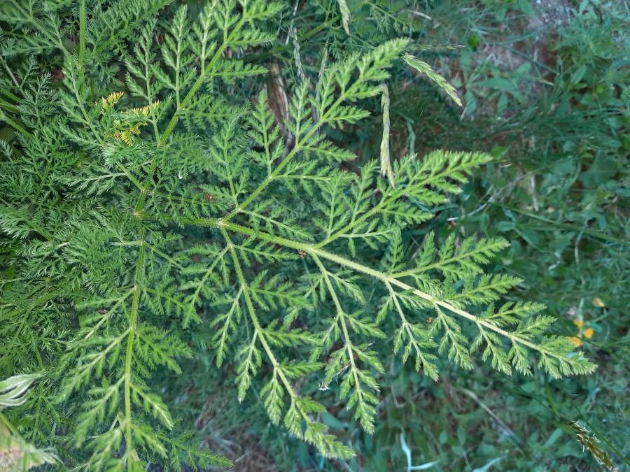 Laserpitium halleri — related species from the same genus