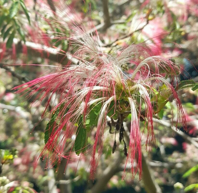 Calliandra foliolosa flower