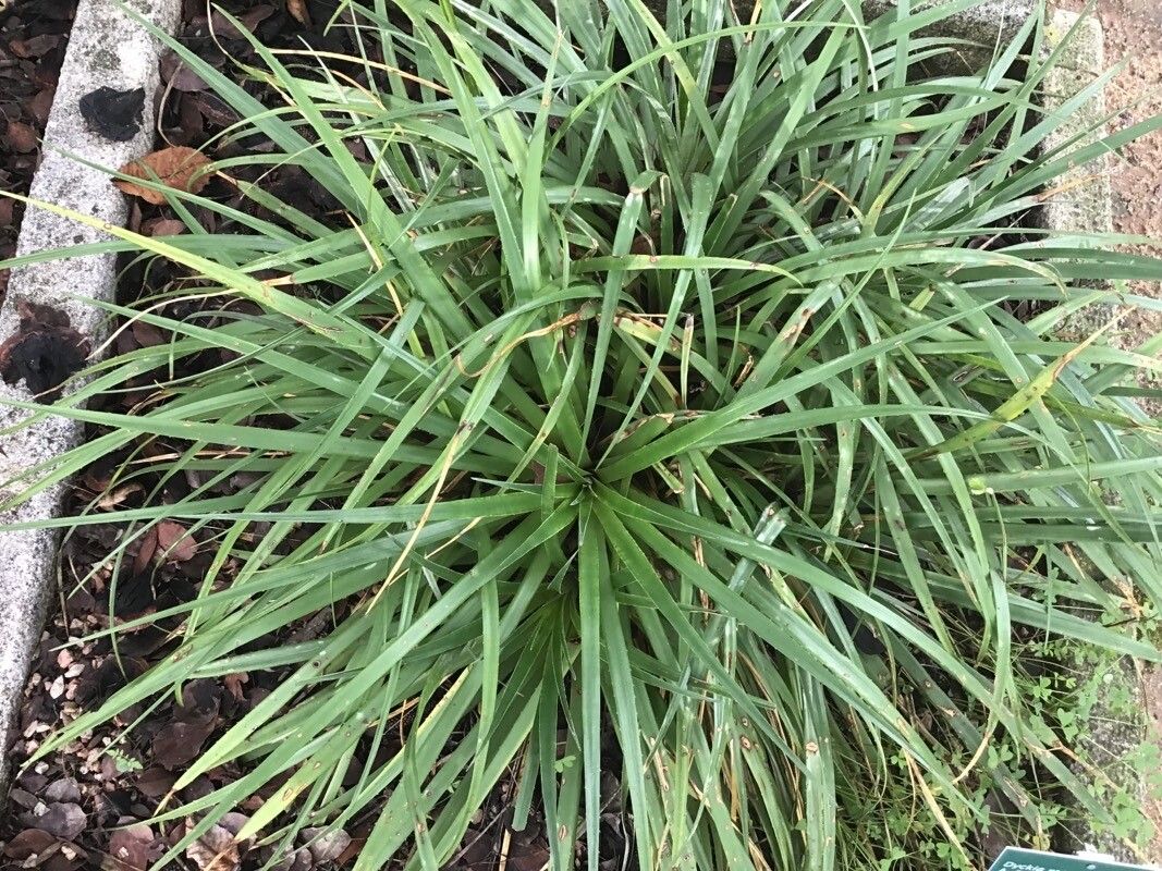 Dyckia remotiflora — houseplant care guide