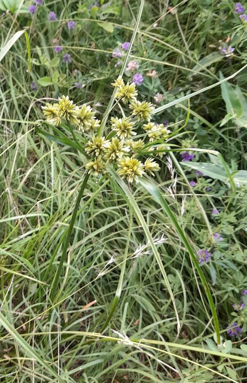Cyperus virens habit
