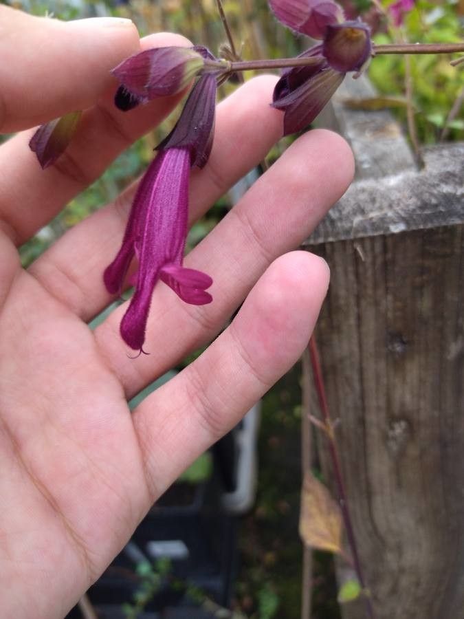Salvia buchananii flower