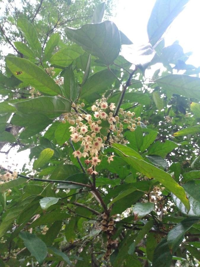 Cola acuminata flower