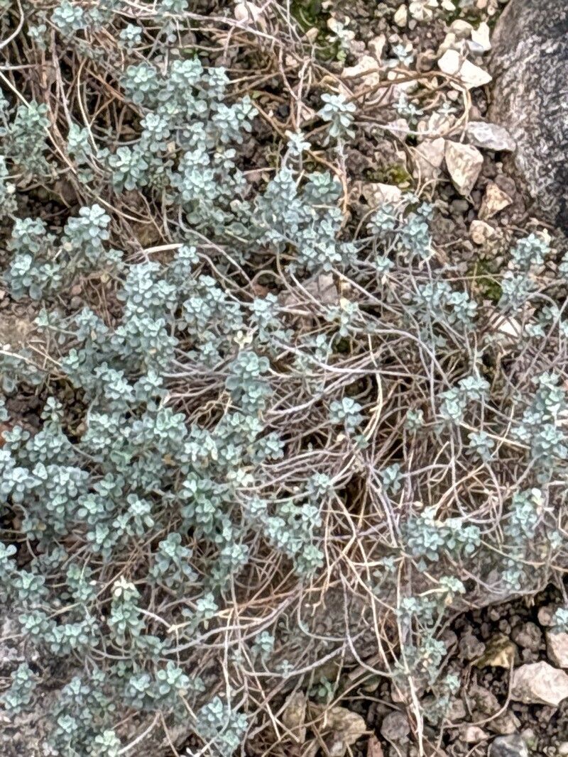 Alyssum robertianum — houseplant care guide