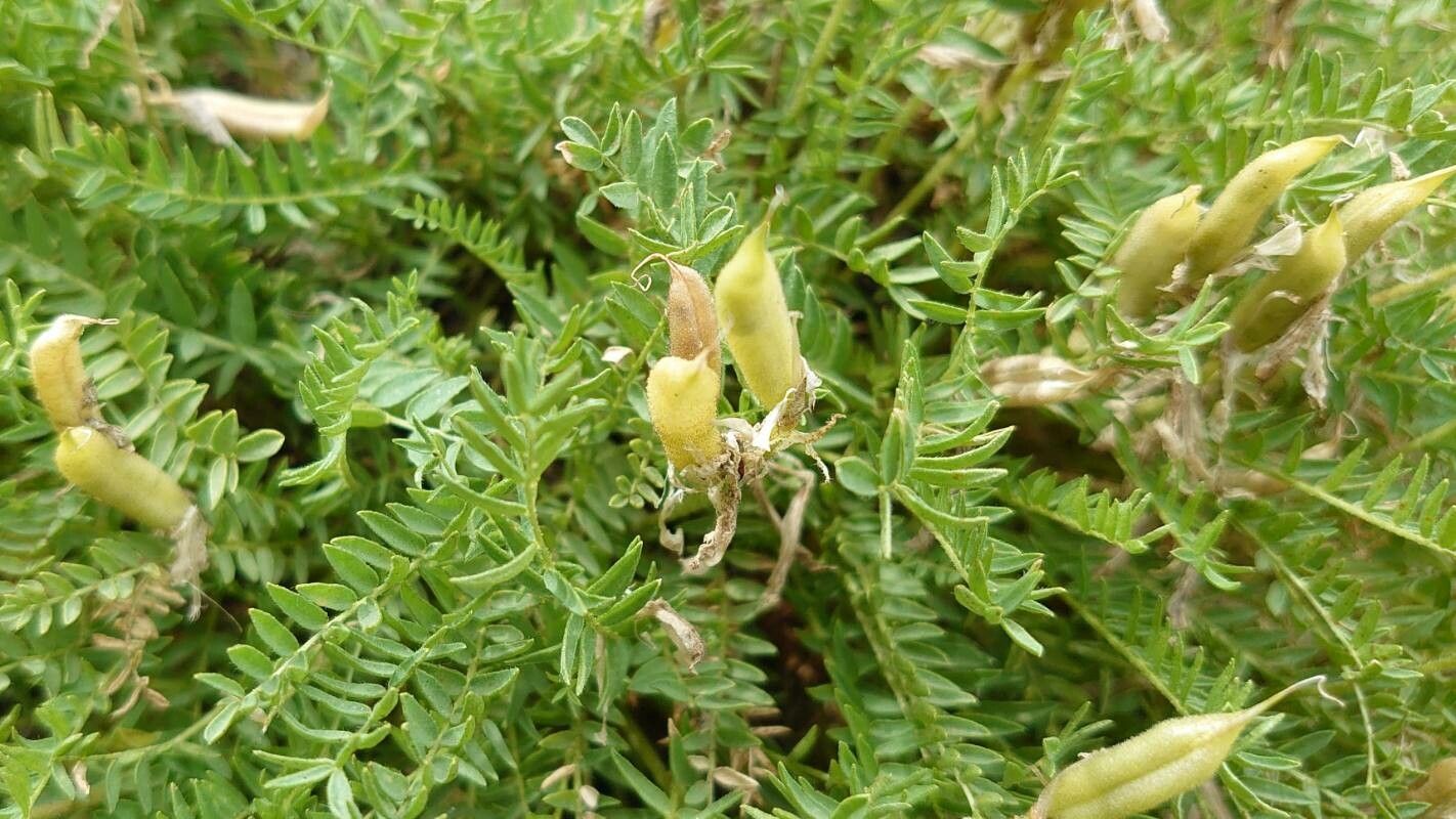 Oxytropis fetida fruit