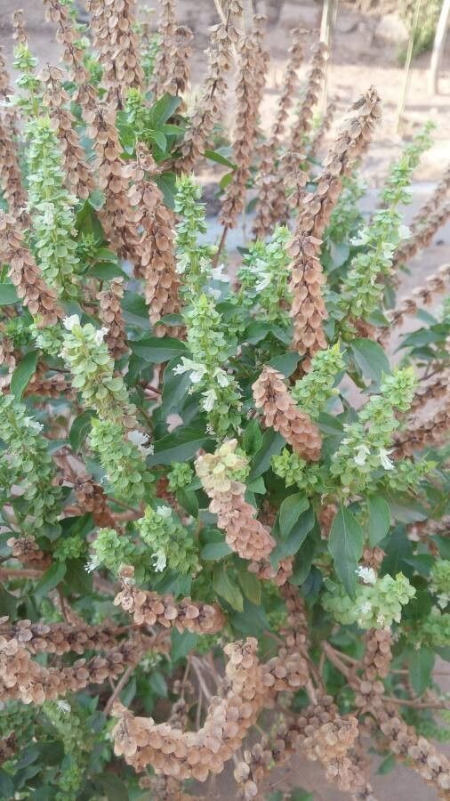 Ocimum minimum fruit