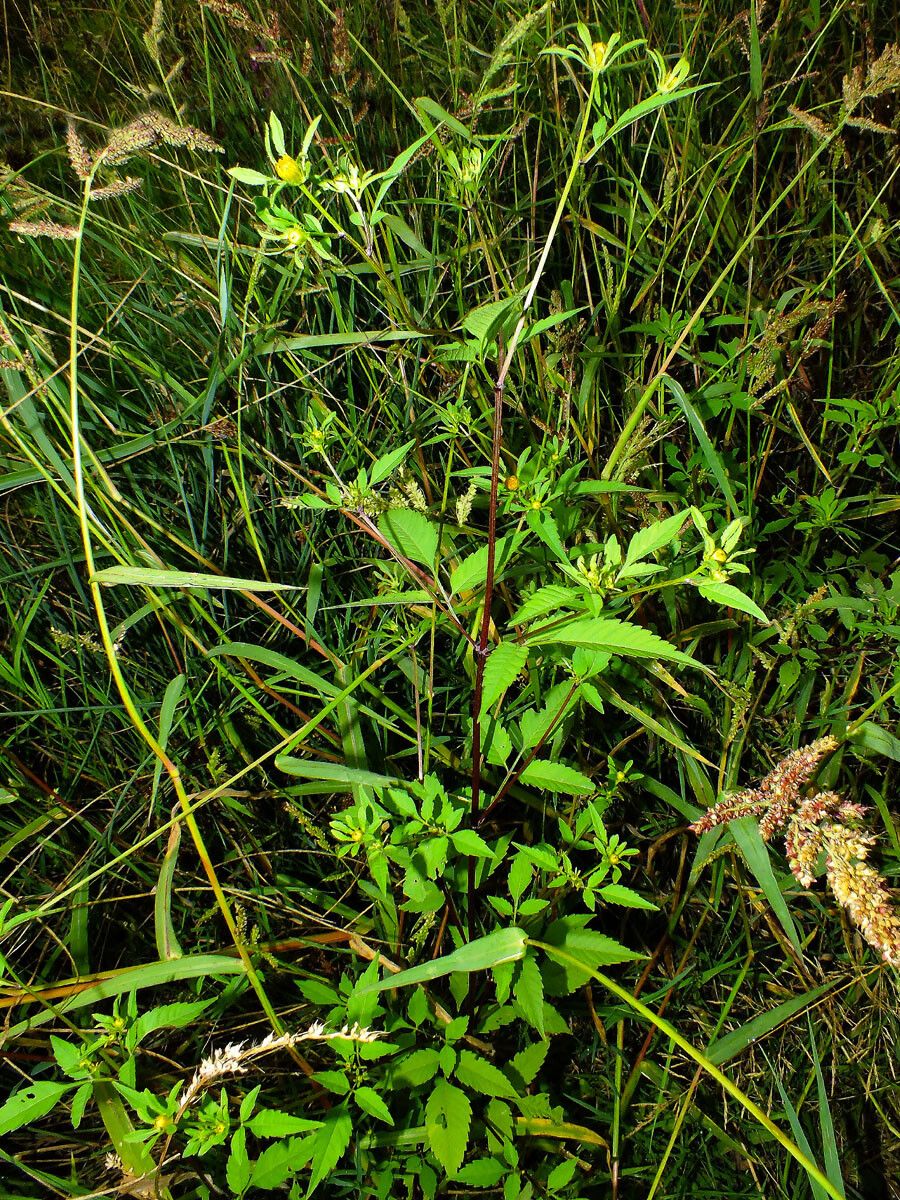 Bidens connata habit