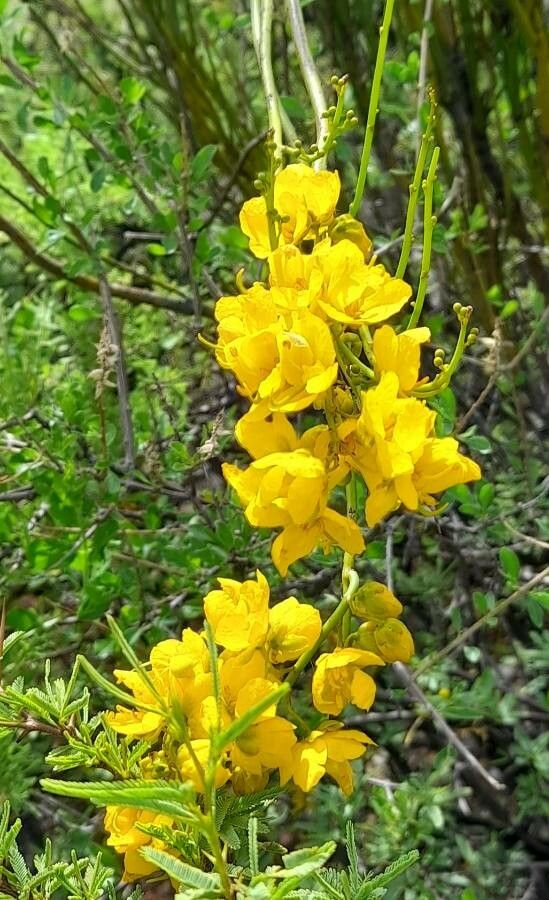Senna crassiramea flower