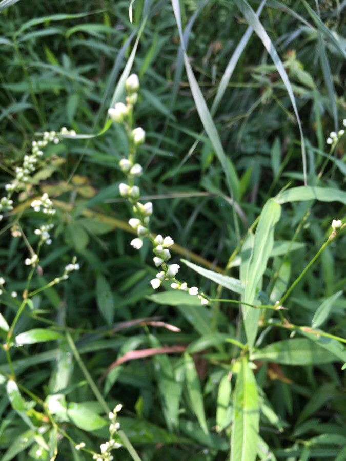 Polygonum setaceum flower