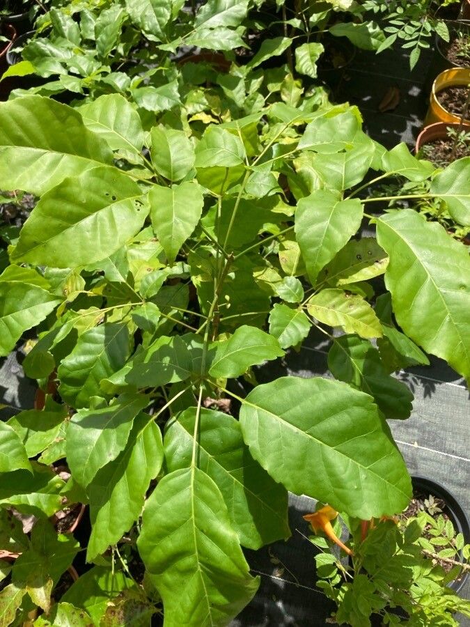 Handroanthus serratifolius — search result for 'Handroanthus'