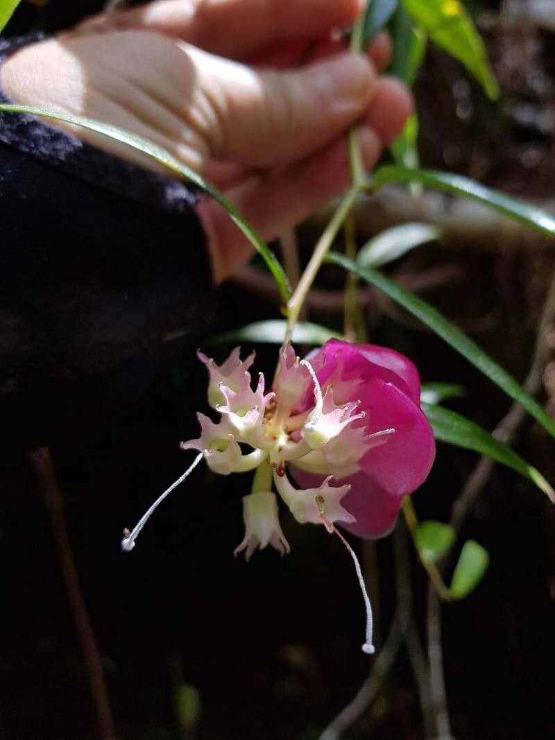 Cavendishia osaensis flower