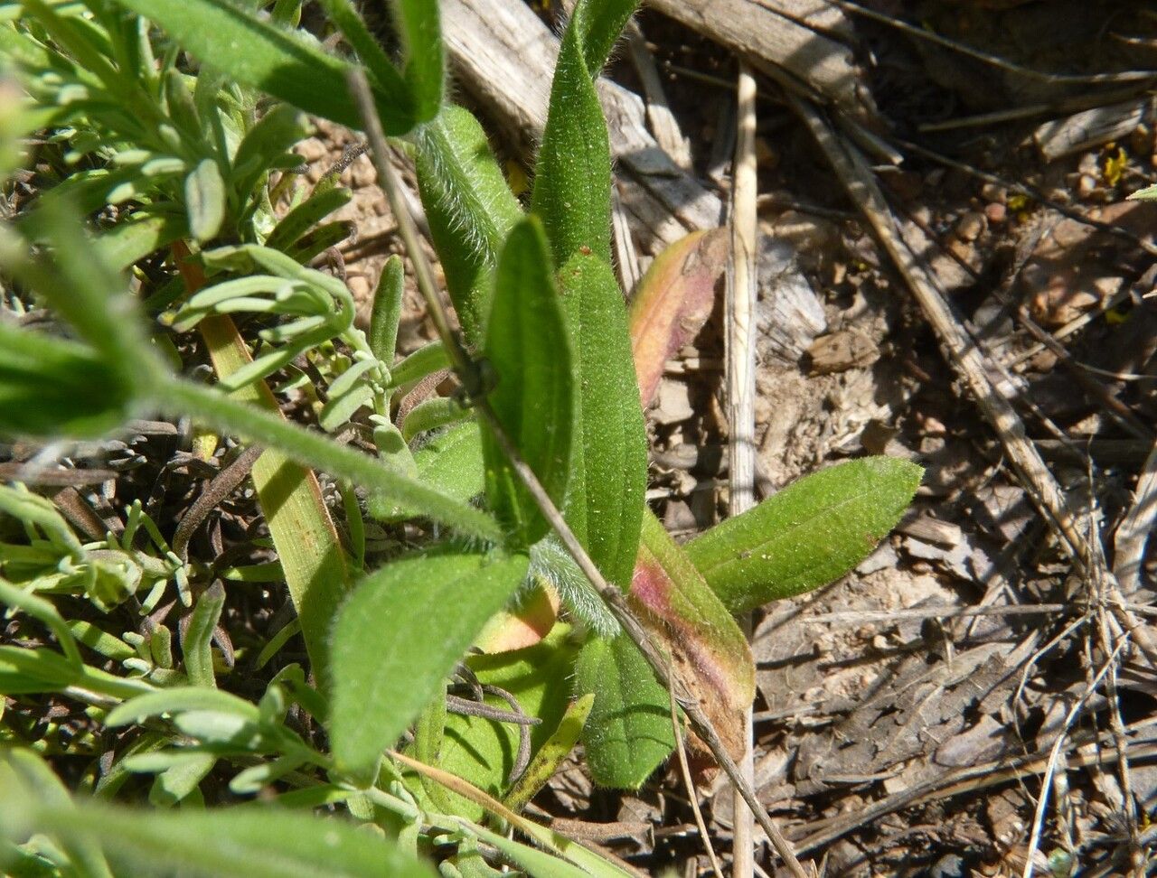 Tuberaria guttata leaf