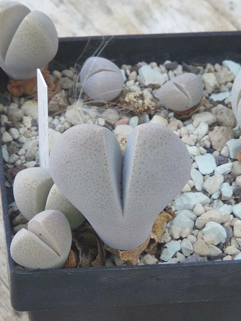 Dinteranthus microspermus — related species from the same genus