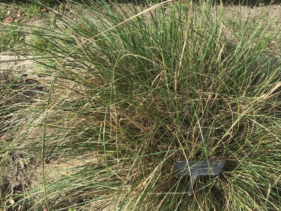 Stipa gigantea — search result for 'Southern Spain'