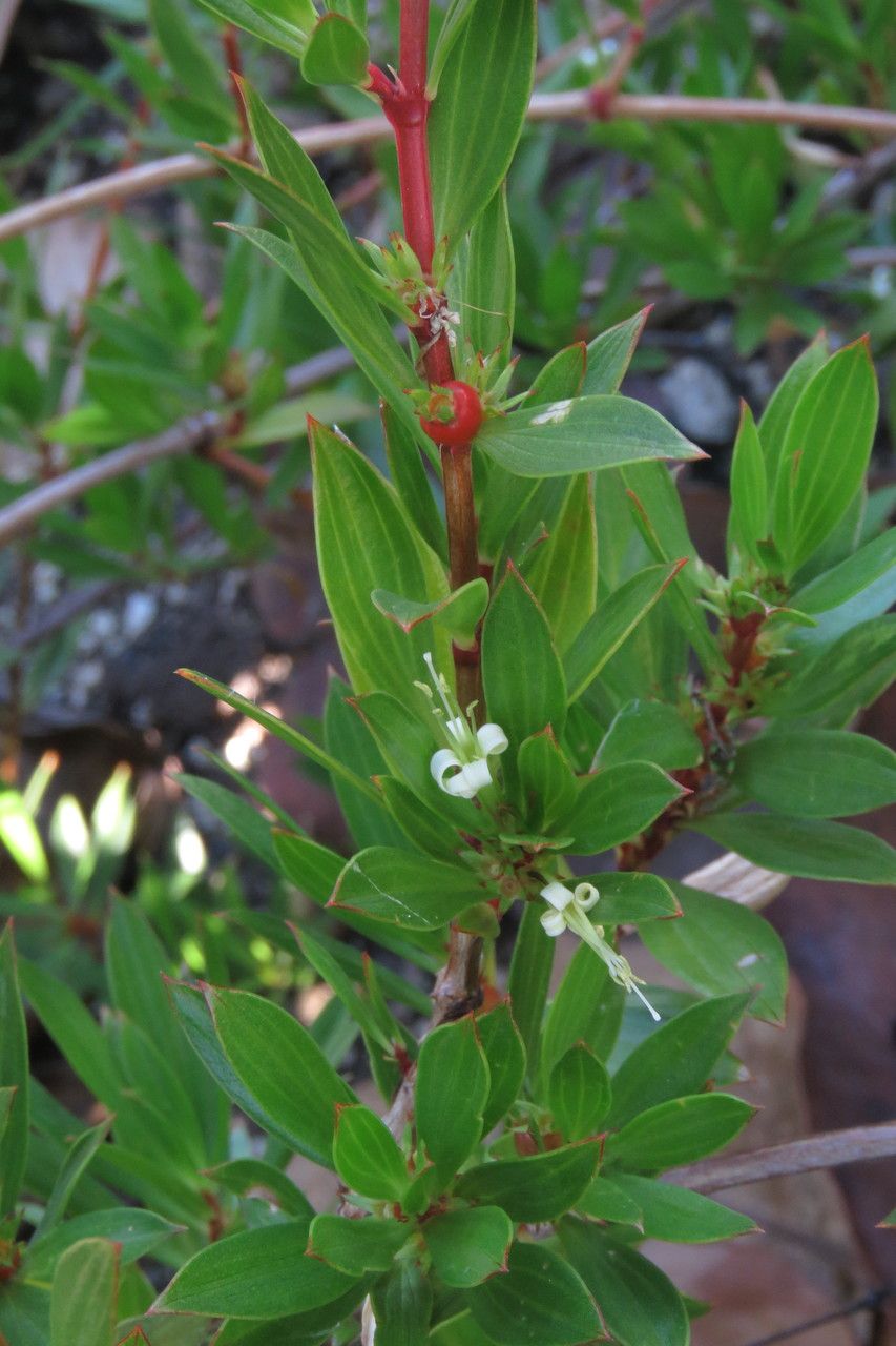 Ernodea littoralis flower