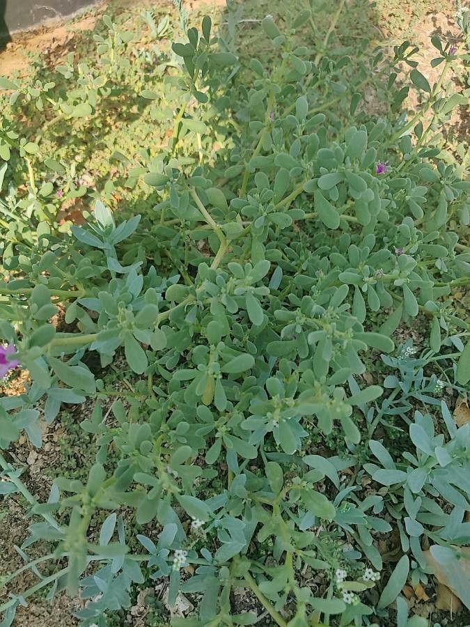 Sesuvium verrucosum — search result for 'Sesuvium'